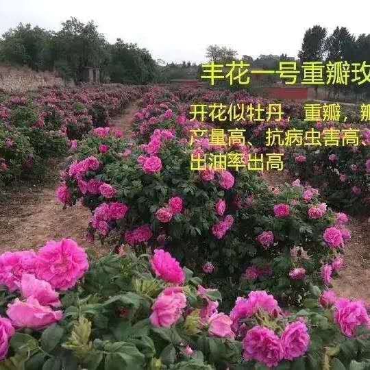 平阴县玫瑰苗 玫瑰   丰花一号  四季玫瑰  紫枝玫瑰  大马士