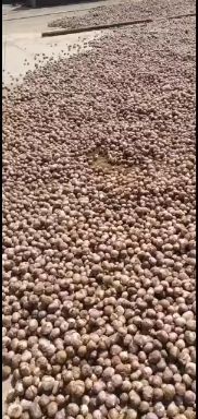 红皮蒜  紫皮蒜 红蒜 高原精品蒜       。