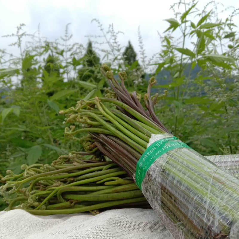 蕨菜新鲜野生现摘山蕨菜甜蕨苔龙爪菜现采蔬菜下饭菜5斤蔬菜新鲜