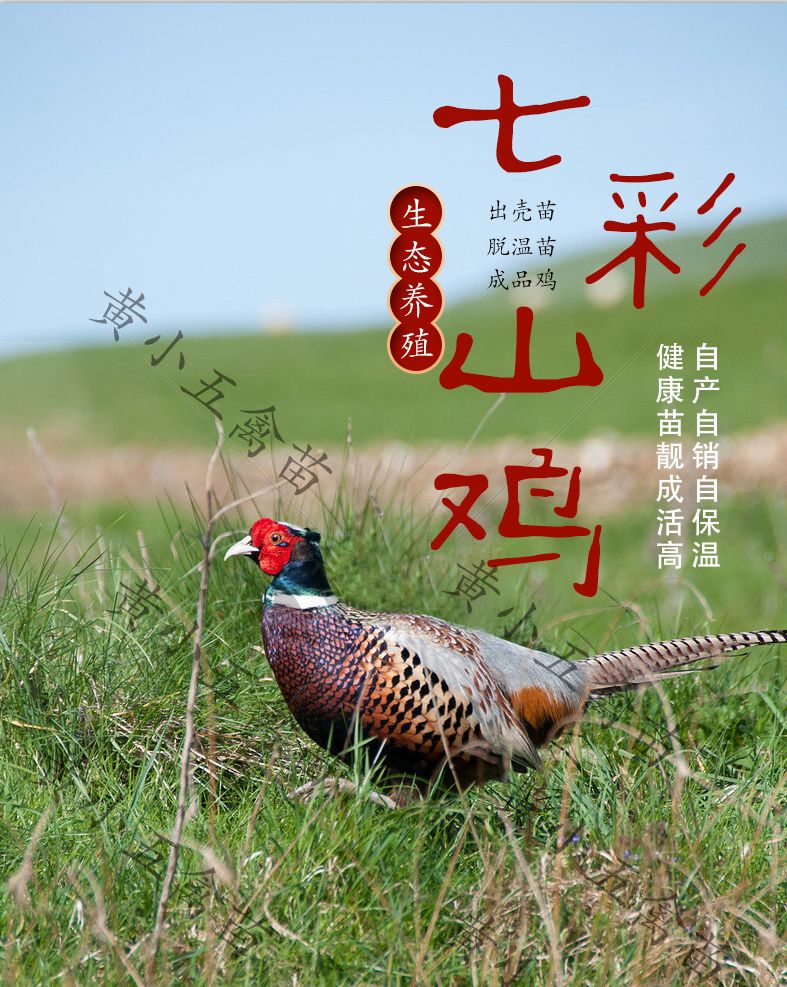 山鸡苗  美国七彩山鸡自养殖脱温苗 出壳苗