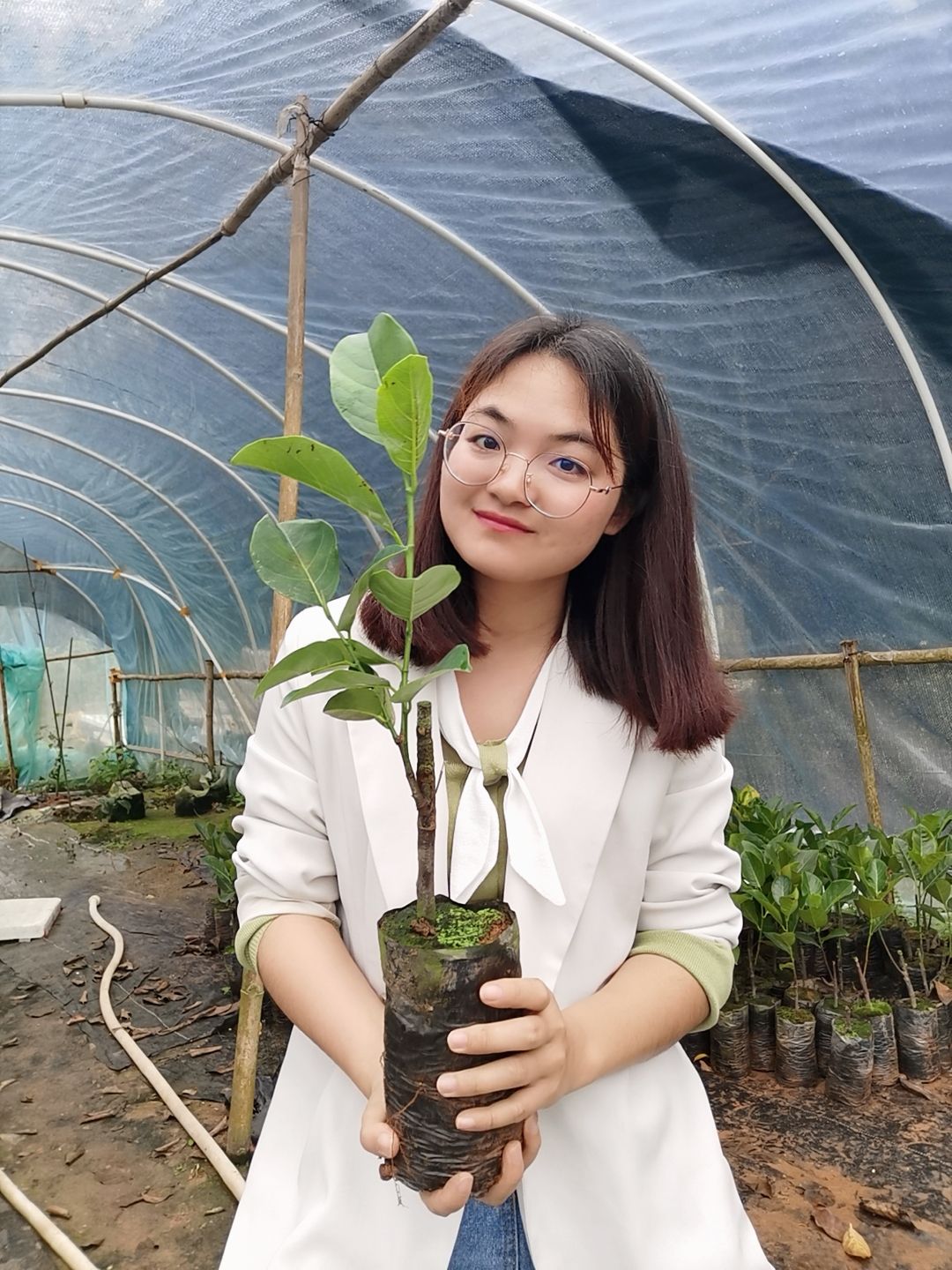 红肉菠萝蜜苗  嫁接苗泰国12号红肉菠萝蜜 干苞木菠萝树苗 南方水果包邮