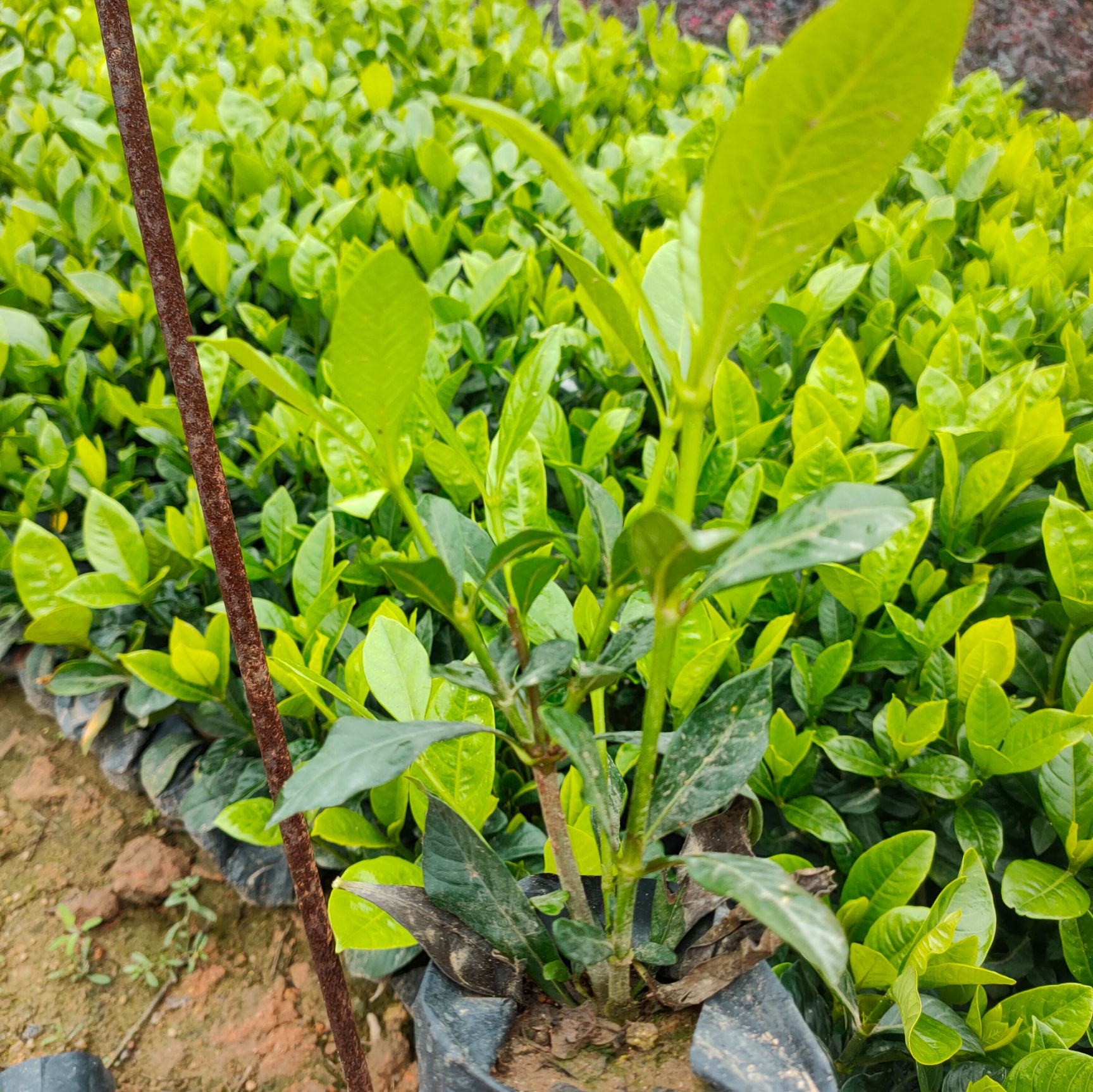 大叶栀子花小杯苗高20-30公分
