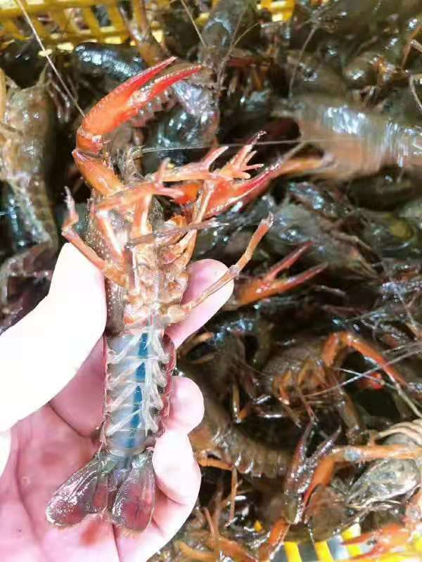 小龙虾  潜江小龙虾  精品硬规格小青中青大青小龙虾，包邮