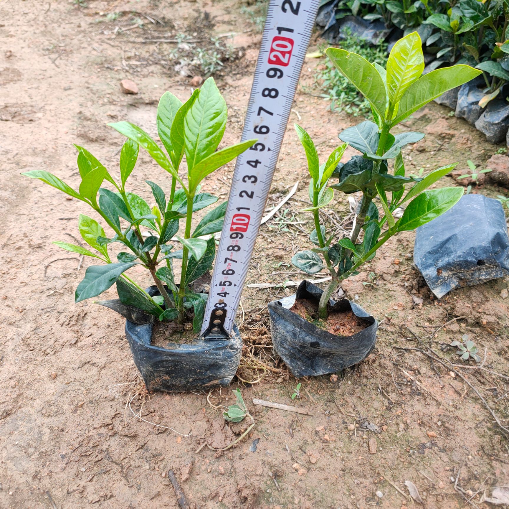 大叶栀子花小杯苗高20-30公分