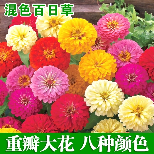 沭阳县百日草花种籽子混色重瓣百日菊花籽四季开花易活庭院室外花种孑