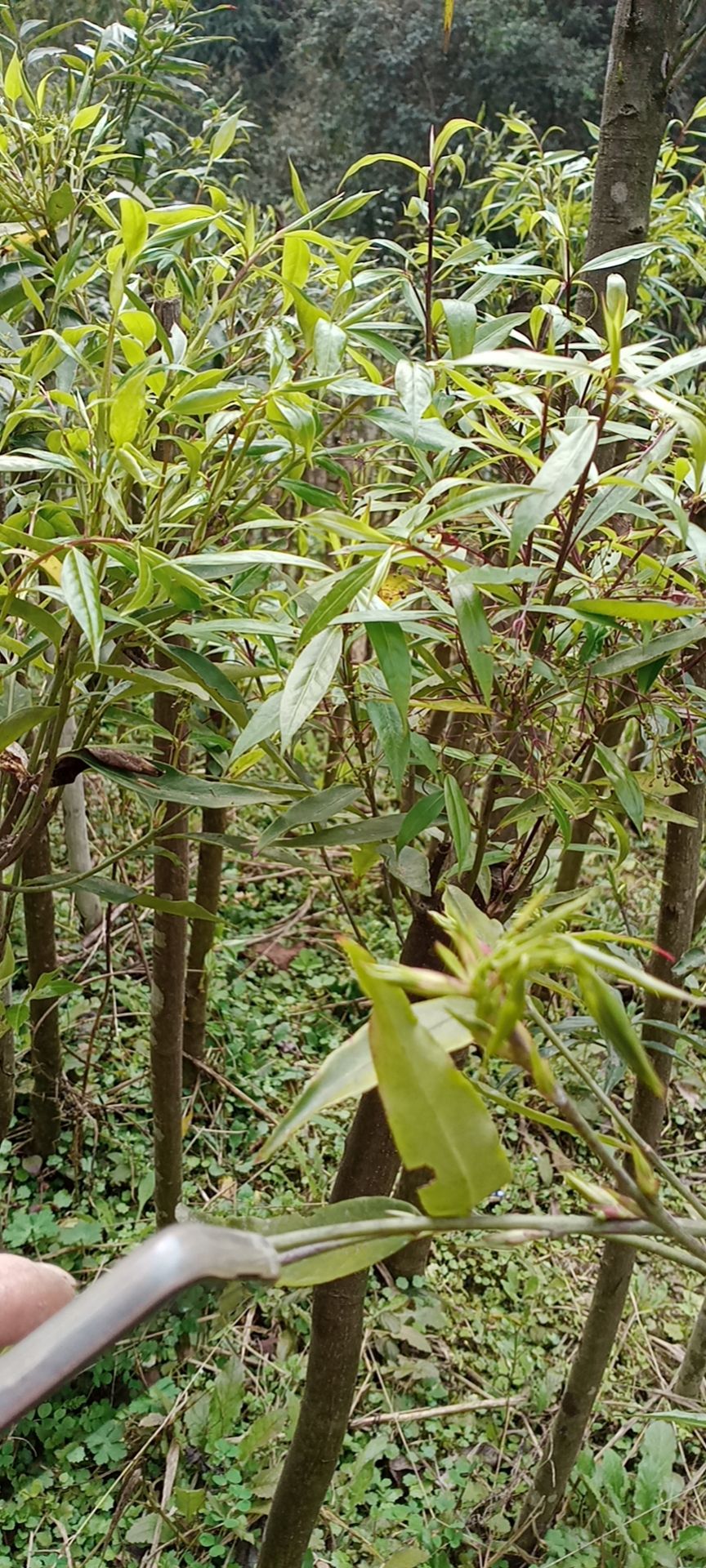 陕西卫矛  金丝吊蝴蝶