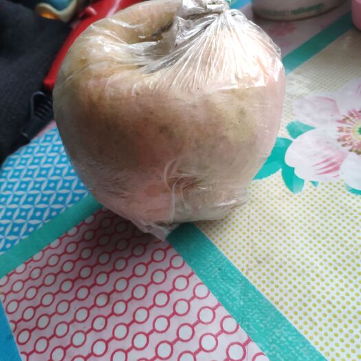 衡水 红富士苹果
