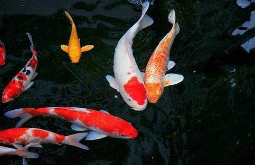 南阳大三家锦鲤 