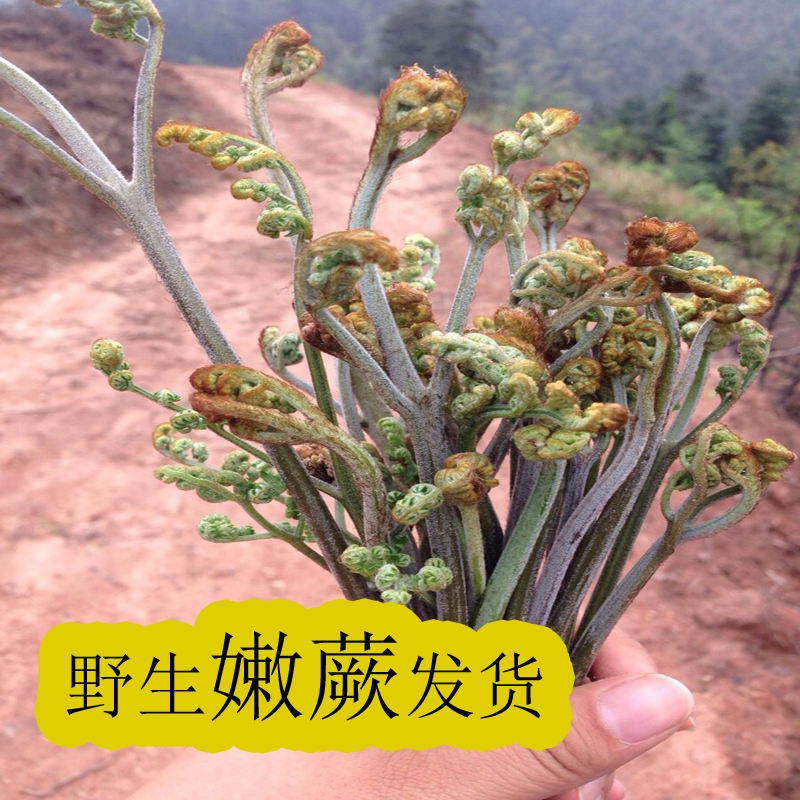 蕨菜新鲜野生现摘山蕨菜甜蕨苔龙爪菜现采蔬菜下饭菜5斤蔬菜新鲜
