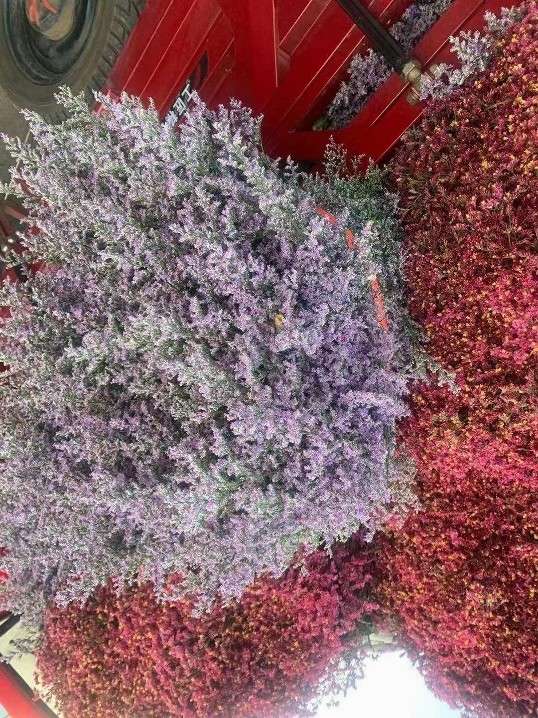 鲜花勿忘我水晶草  云南十八怪满天星  基地直供 一手货源