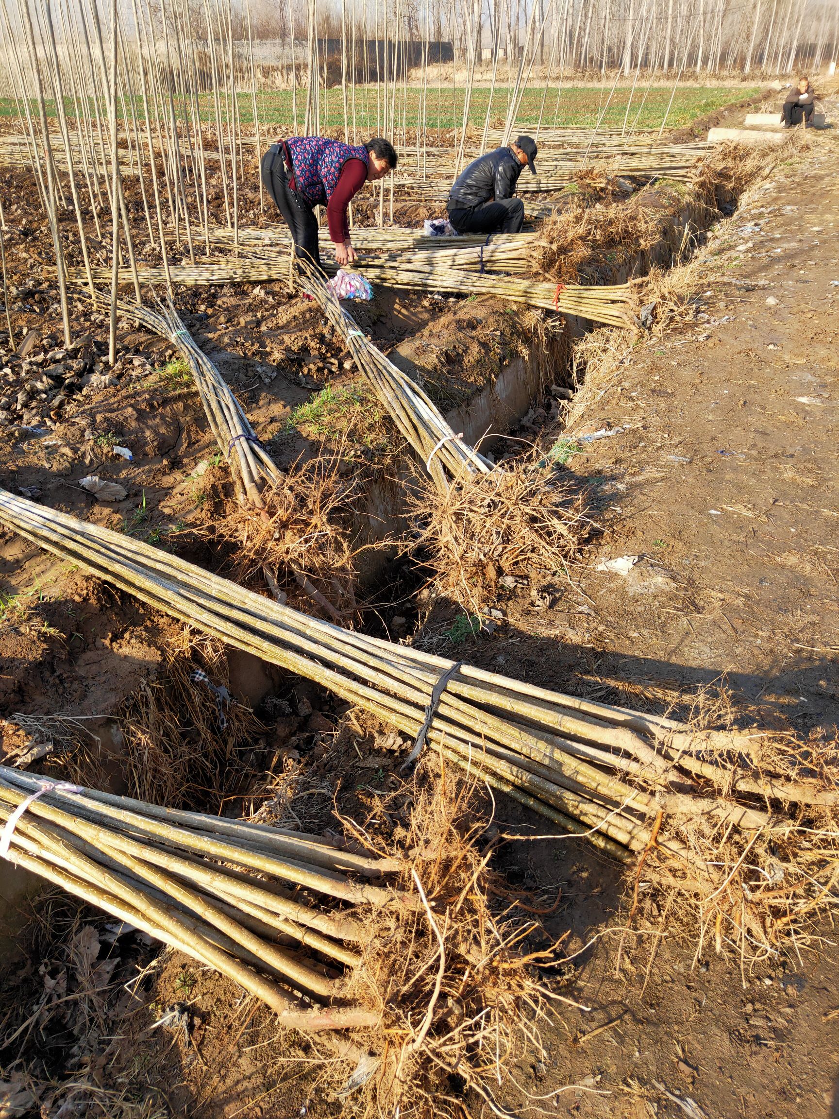  大量出售107速生杨，