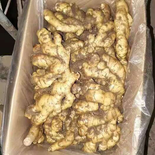 安丘市大黄姜  《精选》山东大姜产地一手货源价格便宜，坏货包赔，价