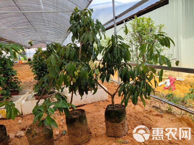 增城挂绿荔枝苗名贵品种果树挂绿仙进奉佛绿荔枝王蜜丁香盆栽嫁接