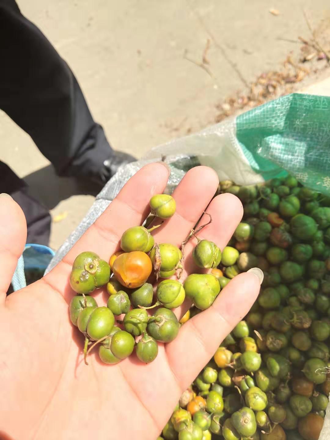 黄精种子  黄精种苗 正宗云南红花滇黄精净籽出芽率98%