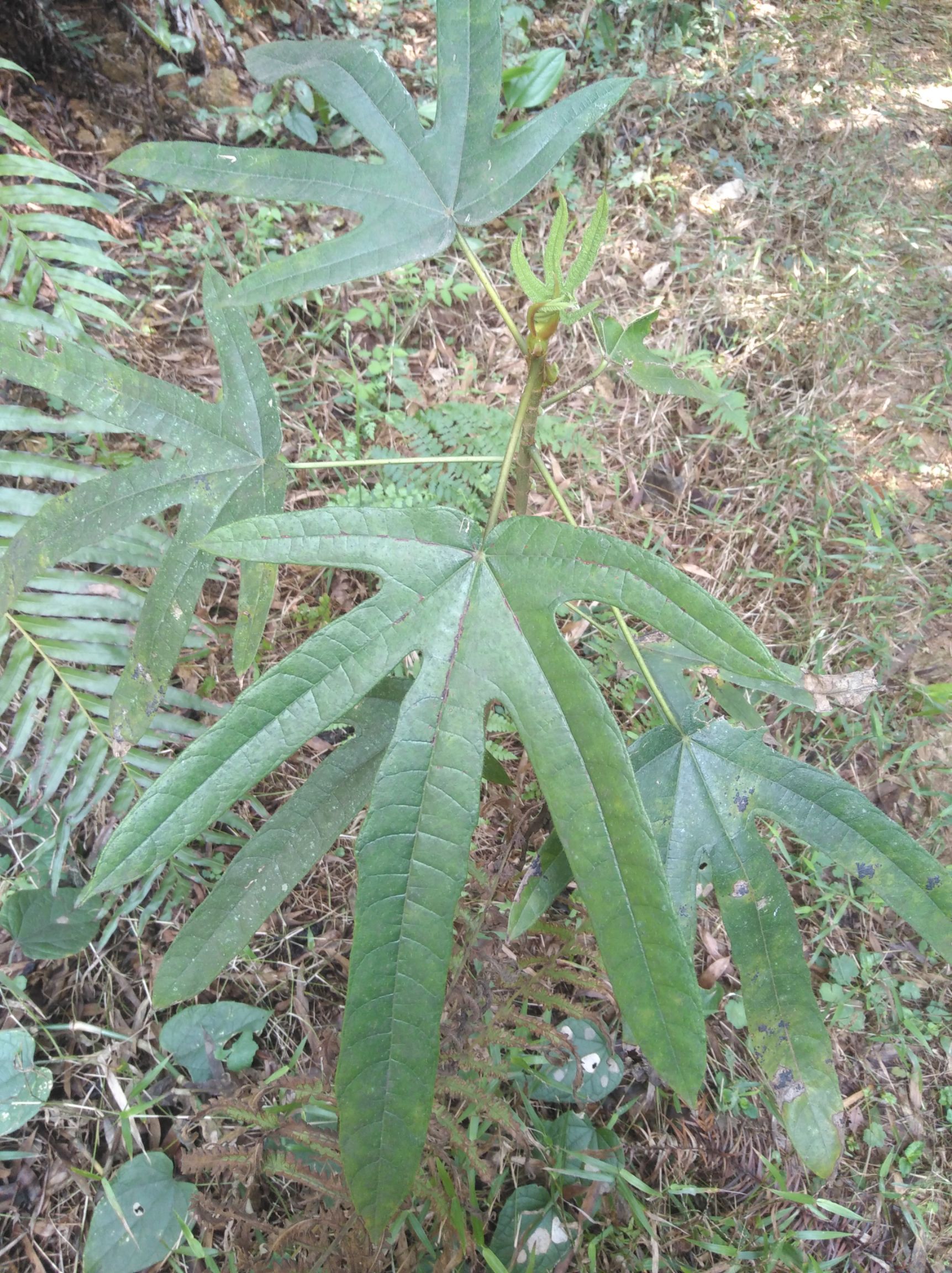 广西五指毛桃砍段统货