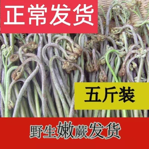 晴隆县蕨菜新鲜野生现摘山蕨菜甜蕨苔龙爪菜现采蔬菜下饭菜5斤蔬菜新鲜