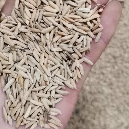 湘潭县籼稻谷 2020黄花占稻谷，米质油清