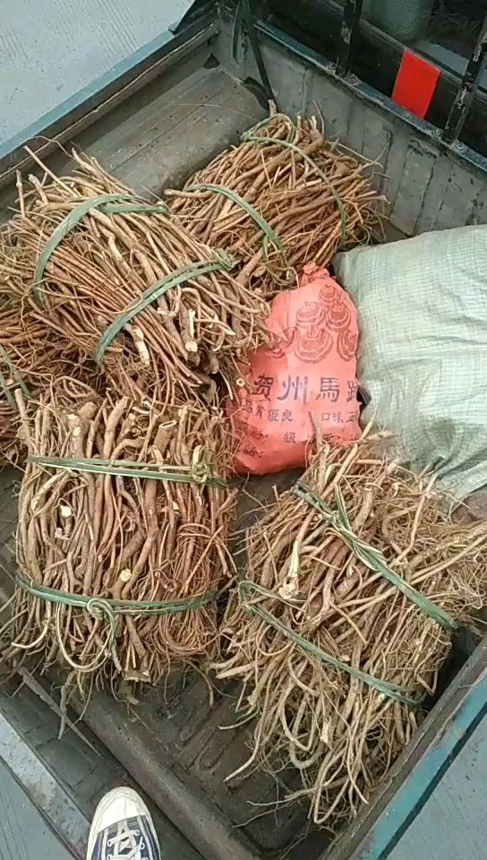 广西五指毛桃砍段统货