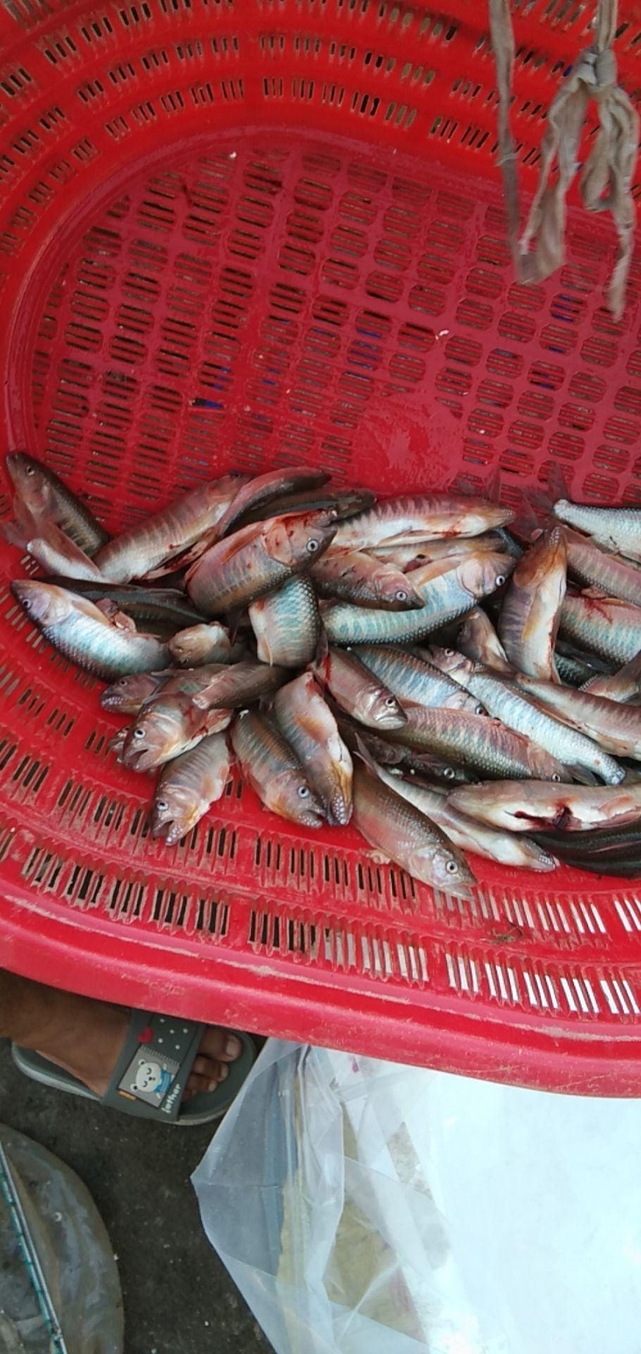 马口鱼苗  大量供应水花苗，2公分苗，3一5公分苗，商品鱼