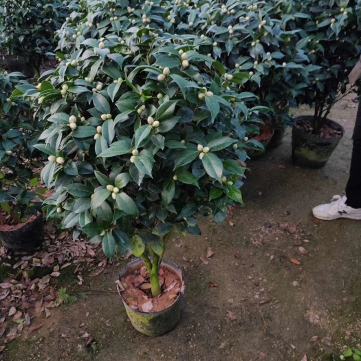 漳平市大红赤丹茶花 各种规格基地大量现货 价格实惠