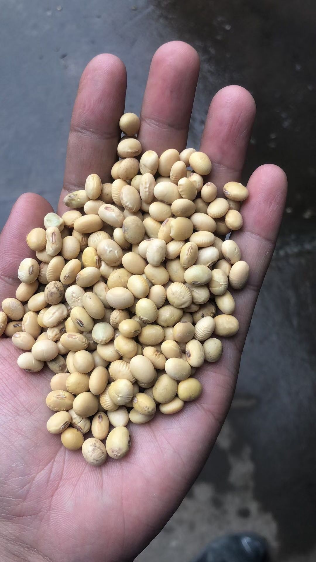 红高粱  高梁，优质高梁