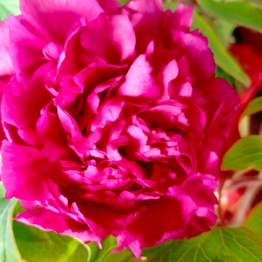 菏泽红宝石牡丹 0.5米以下 18~20cm 4cm以下