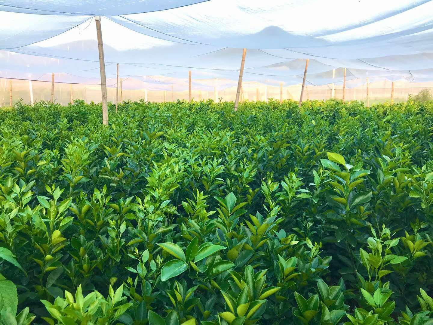  赣南纽荷尔脐橙苗