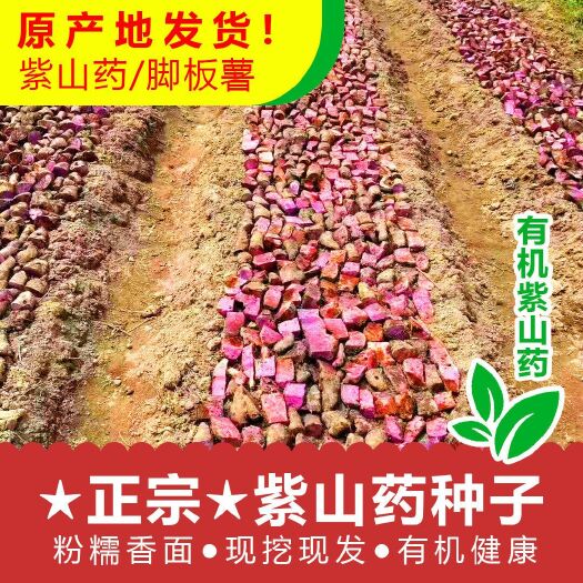 新鲜现挖赣南紫山药脚板薯毛薯农家蔬菜铁棍玉淮山正宗脆怀山种