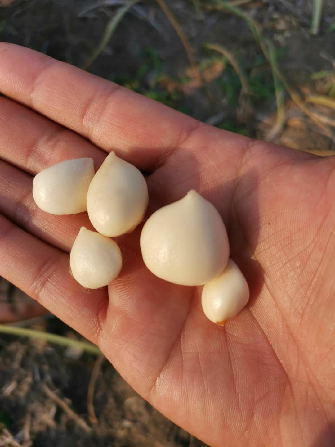 山慈菇  本公司常年购销各种光慈菇，毛慈茹，双芽子，小蒜。