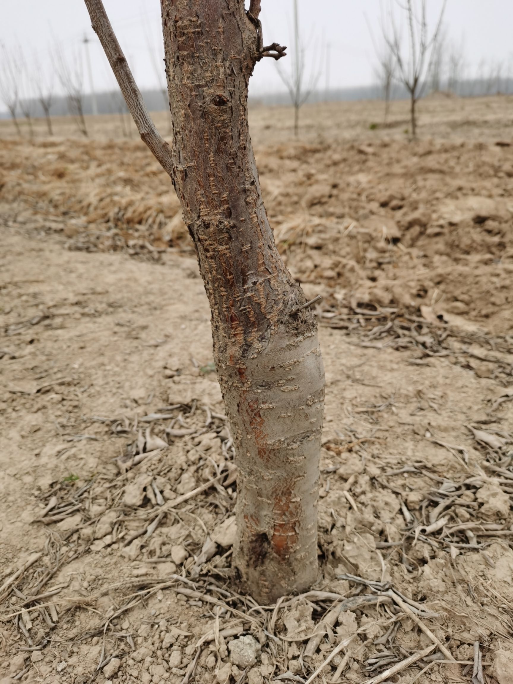 苹果树苗苹果树苗苹果树