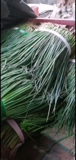 铁杆大葱苗  葱苗！葱秧