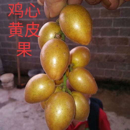 平南县鸡心黄皮苗 正宗鸡心黄皮果苗，特大鸡心黄皮果