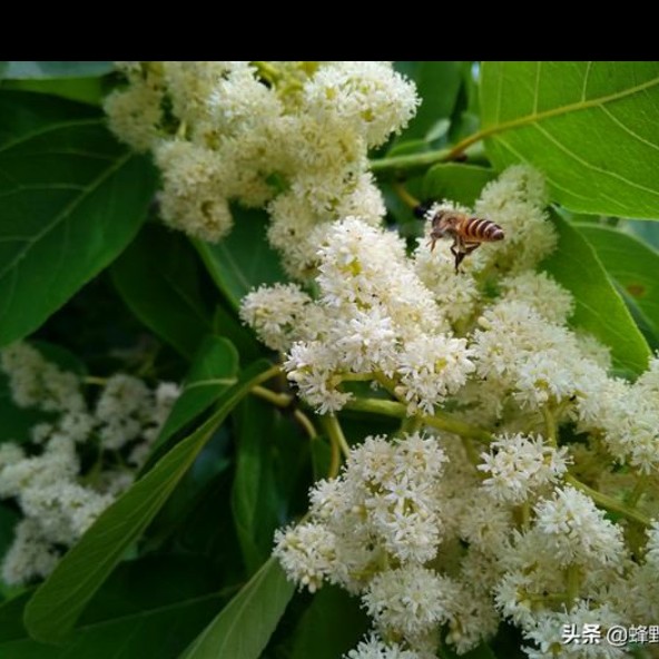 意大利蜜蜂 活体意蜂，中峰带王授粉蜂/3脾代王