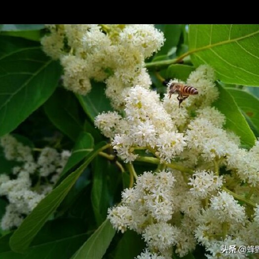 宜宾意大利蜜蜂 活体意蜂，中峰带王授粉蜂/3脾代王