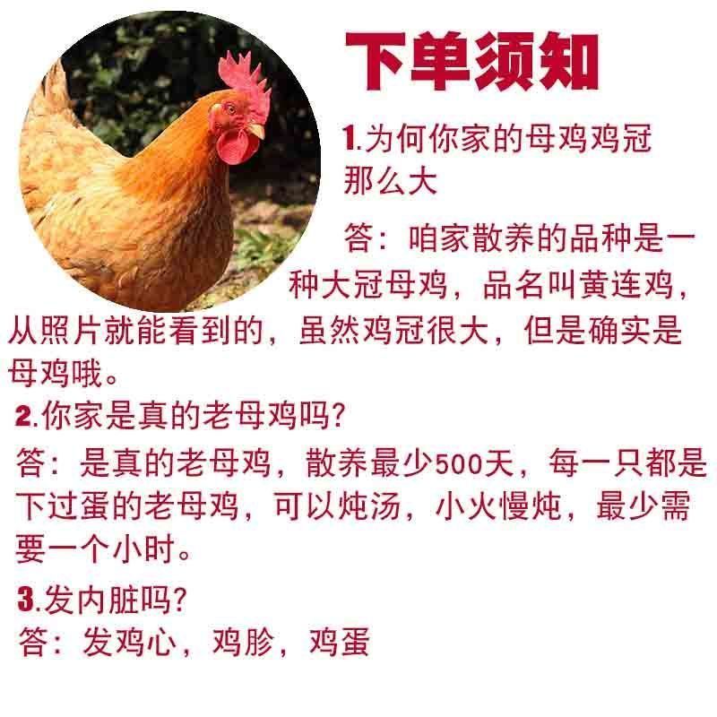【2年老母鸡】深山农场农家散养2-3年老母鸡土鸡月子鸡走地鸡