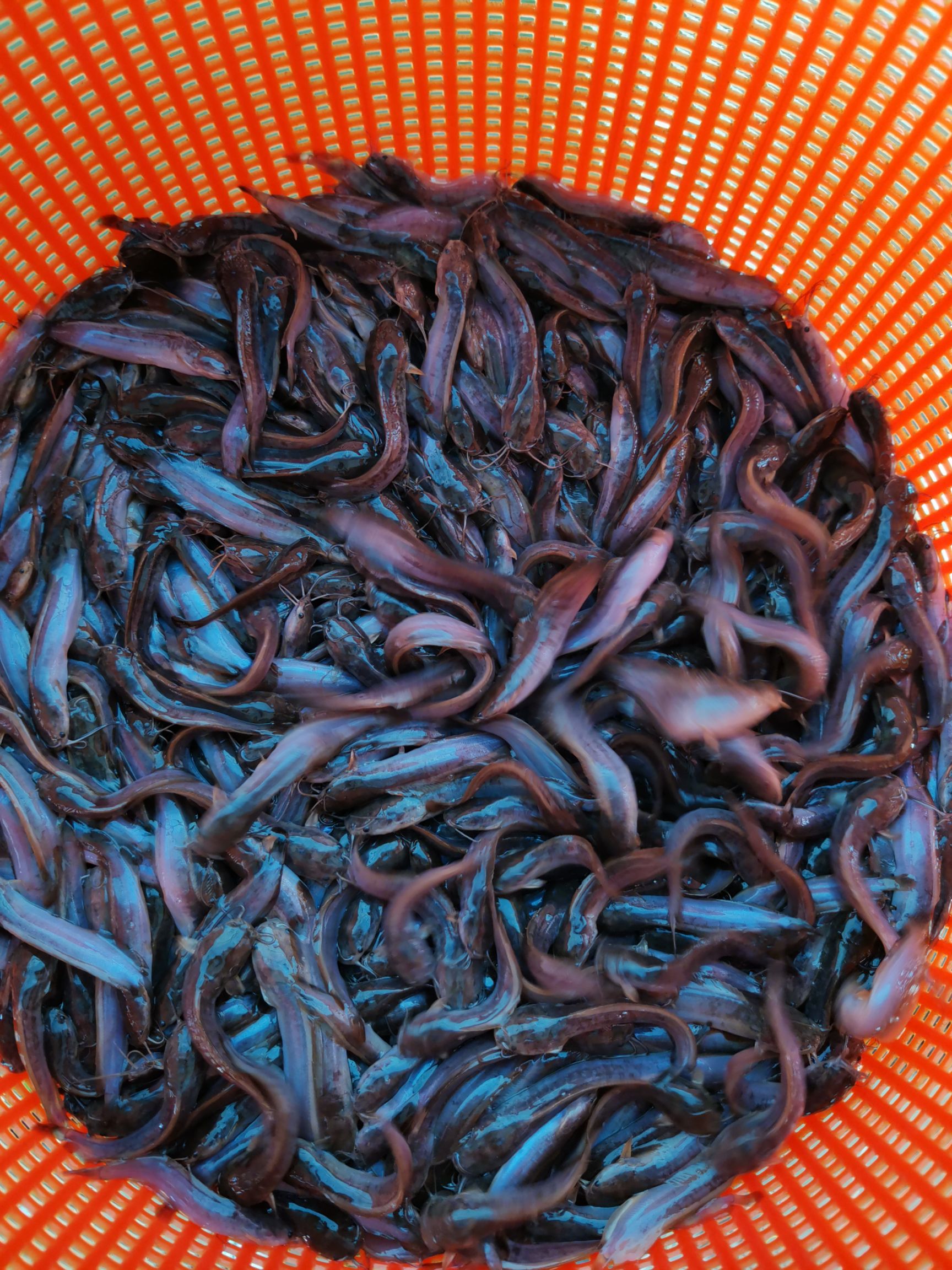 本地塘鲺  有3000斤，70-80口的本地塘虱出售