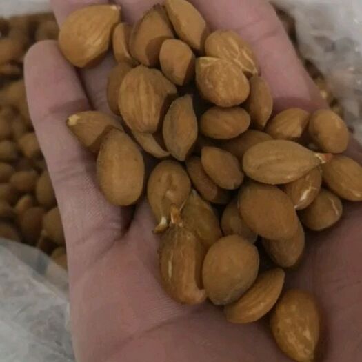 泰安桃树种子  毛桃芽种子手选毛桃芽出售