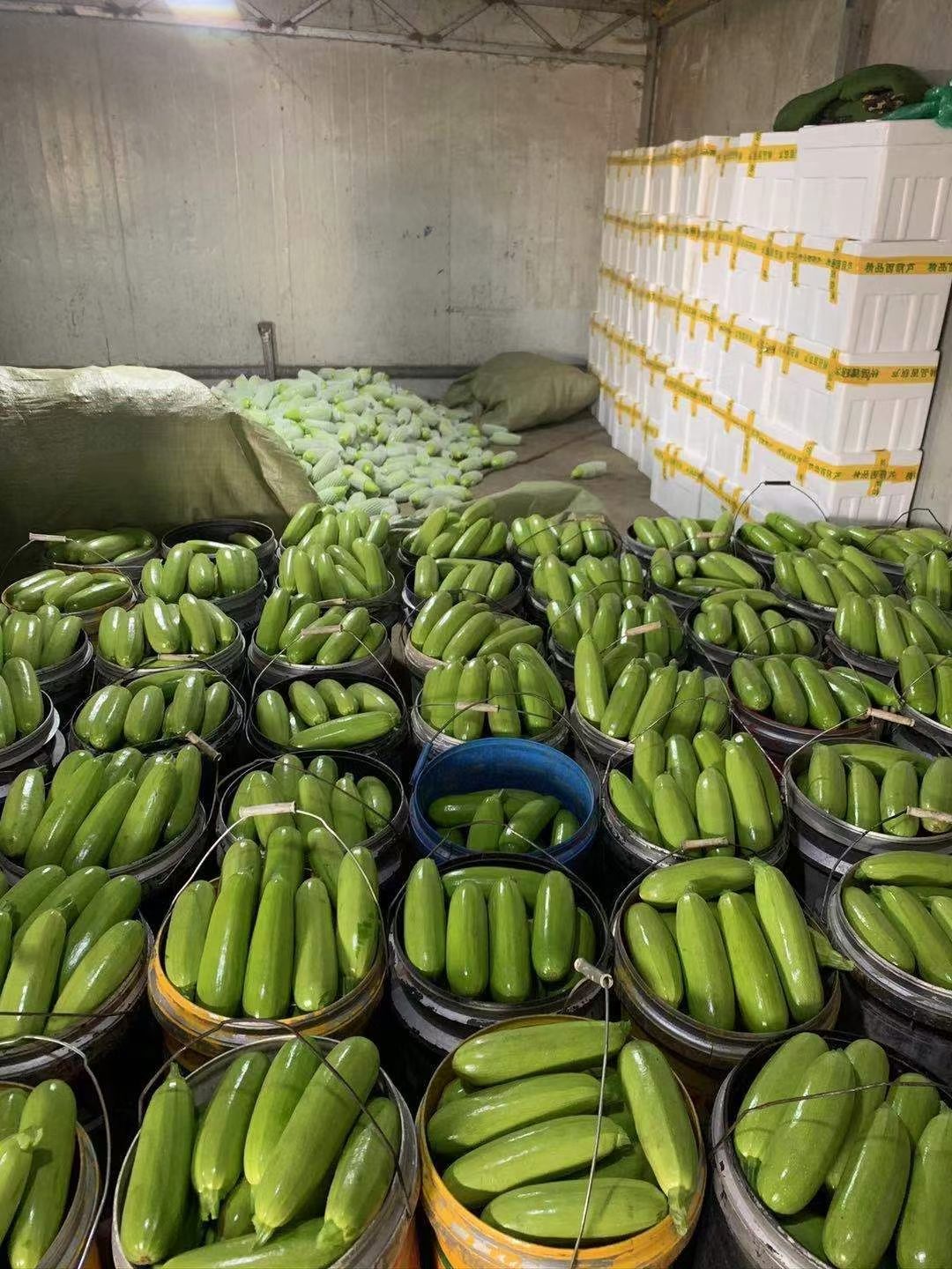 绿皮西葫芦  山东西葫芦大量上市中，价格便宜，货源充足，一手