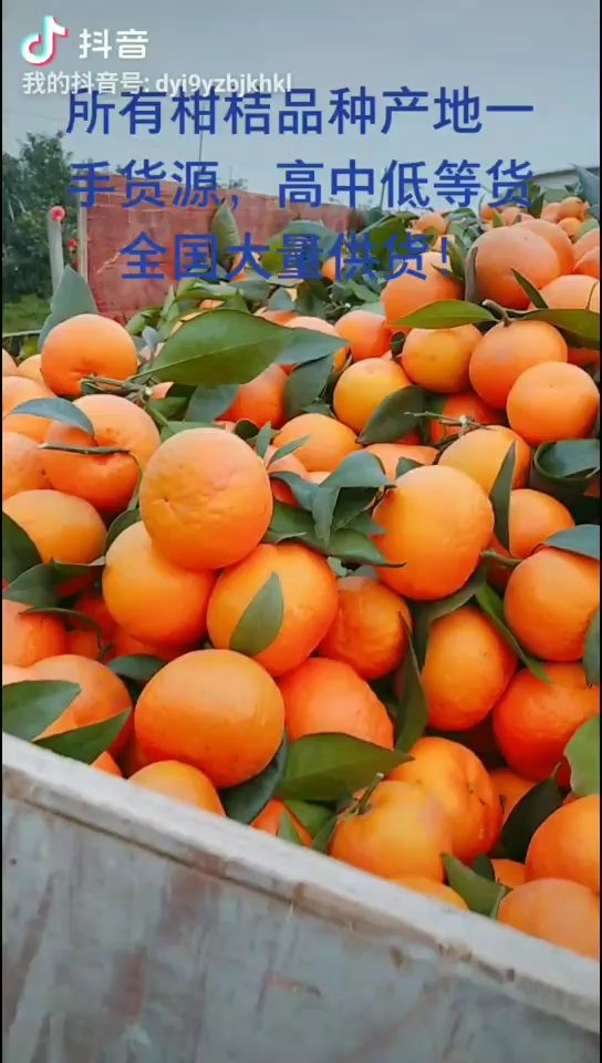 纯甜沃柑