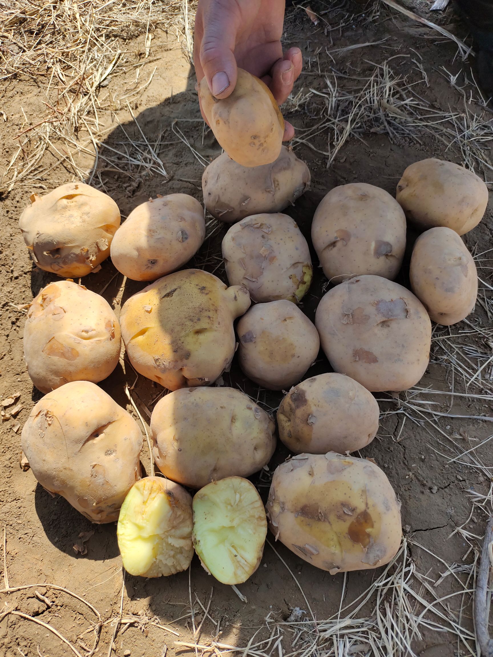 黄心土豆  山西忻州河曲，黄土高原产地土豆销售中