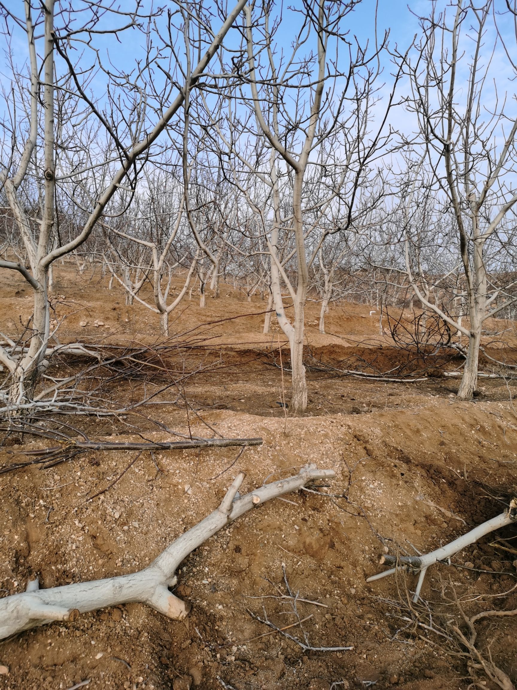 卢龙县辽核一号核桃苗  核桃树占地10公分400亩需要联系
