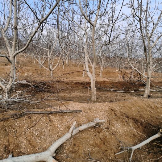 卢龙县辽核一号核桃苗  核桃树占地10公分400亩需要联系