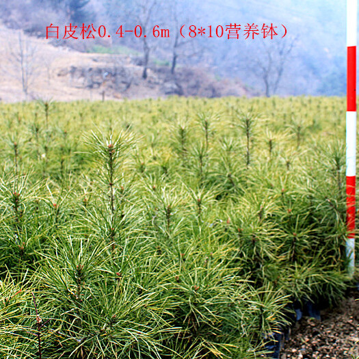 天水白皮松苗 白皮松，带营养钵