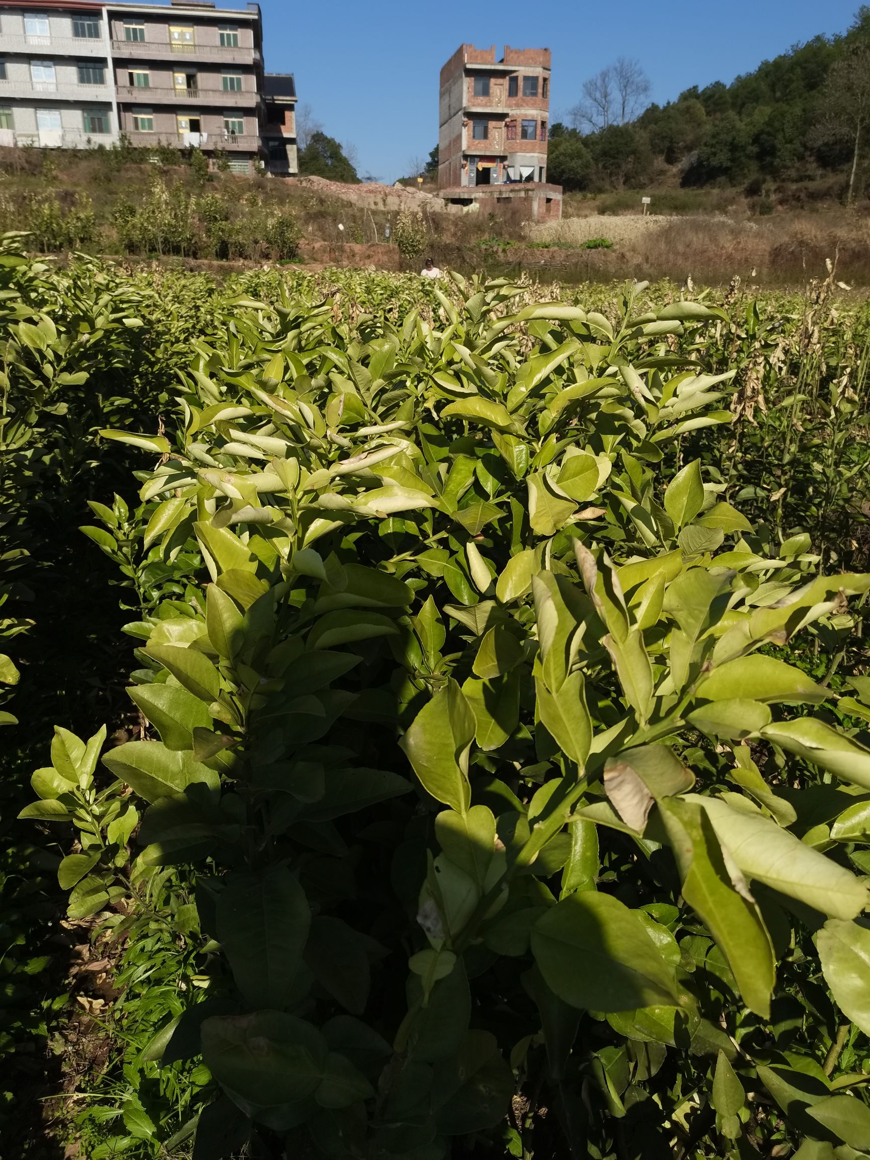 马家柚苗  2年华东8大柚类之最，马家柚 给你足够的诱惑