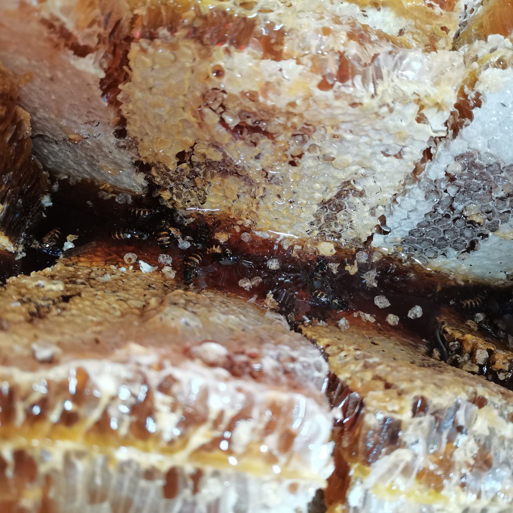 农家蜂巢蜜 厂家一手货源一件80斤左右  价格美丽