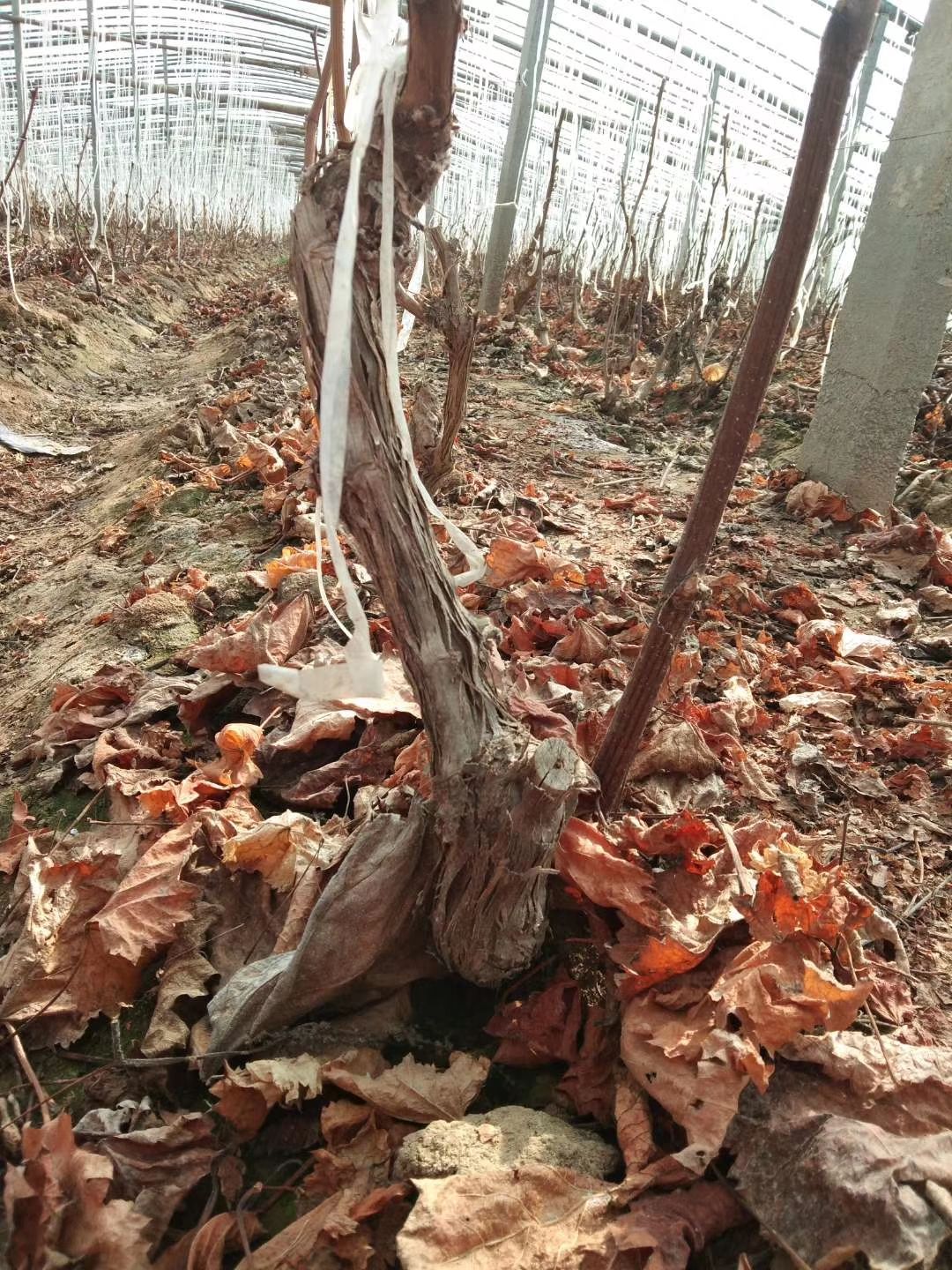 维多利亚葡萄苗 青提维多利亚夏黑树苗 8年大棵 当年结果