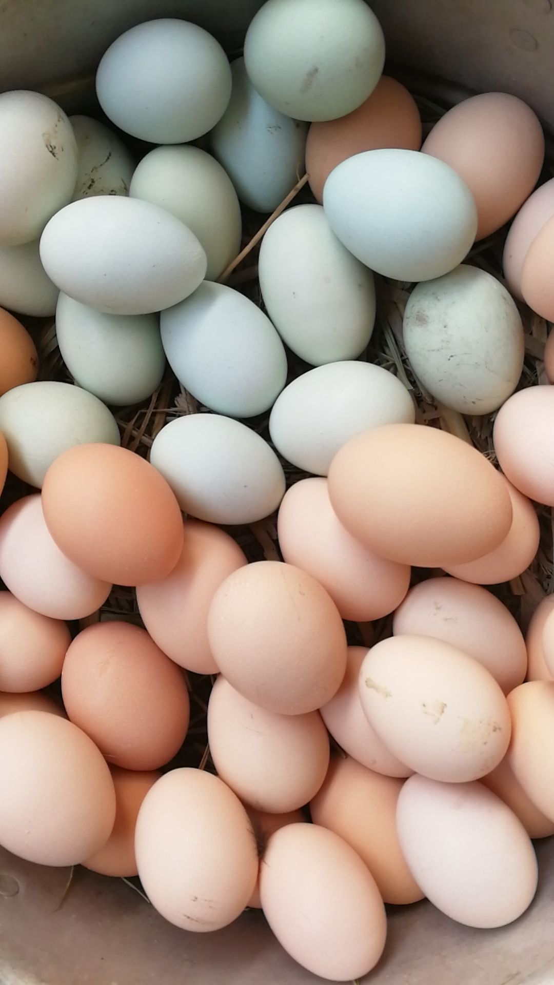 绿壳蛋 新鲜土鸡蛋,五黑绿壳鸡蛋
