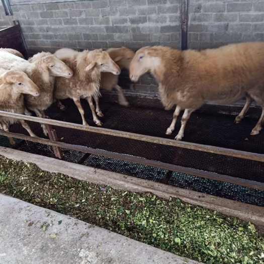 三门县 纯种湖羊，肉质鲜嫩