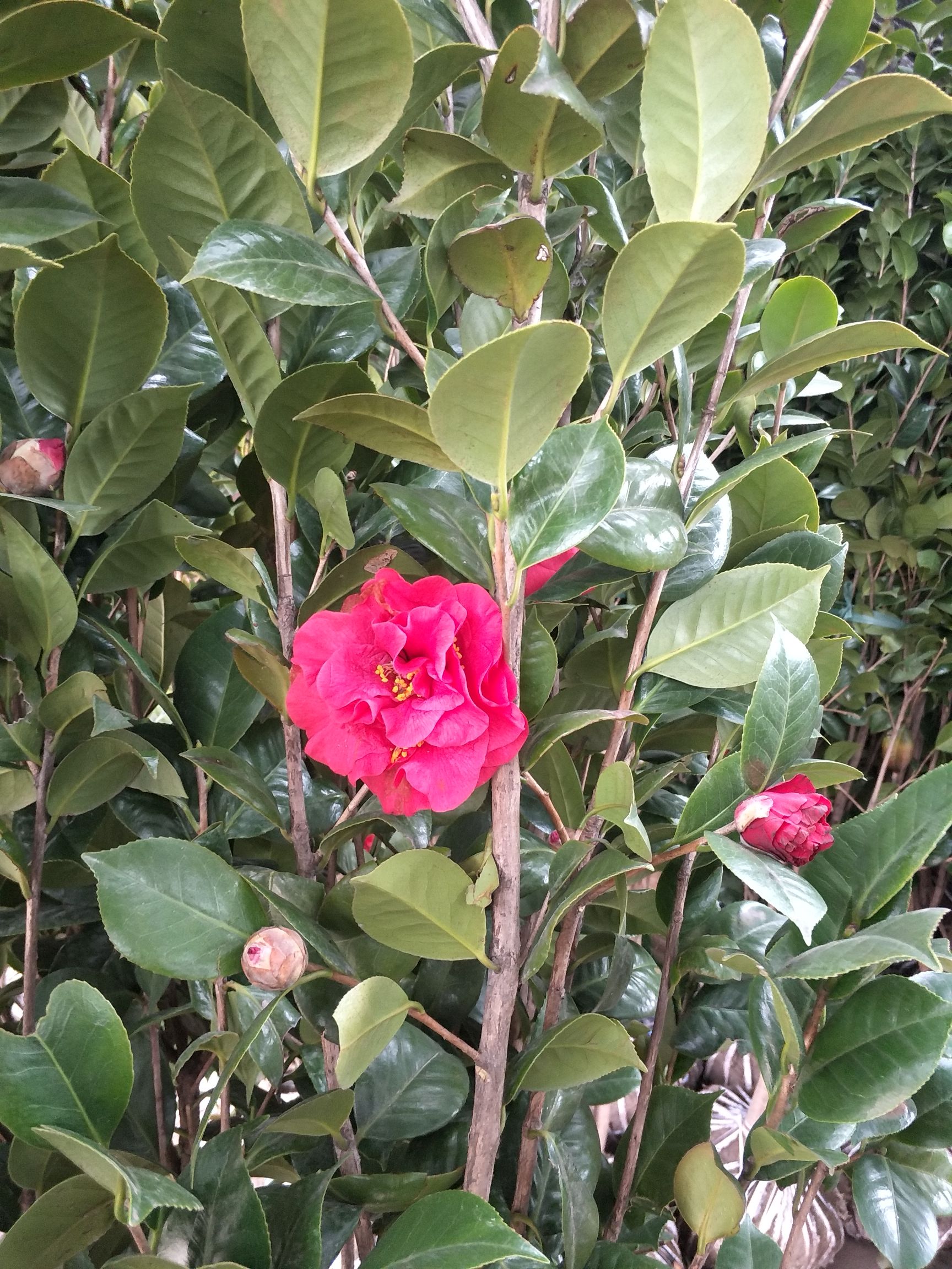 茶花树  茶花、茶梅