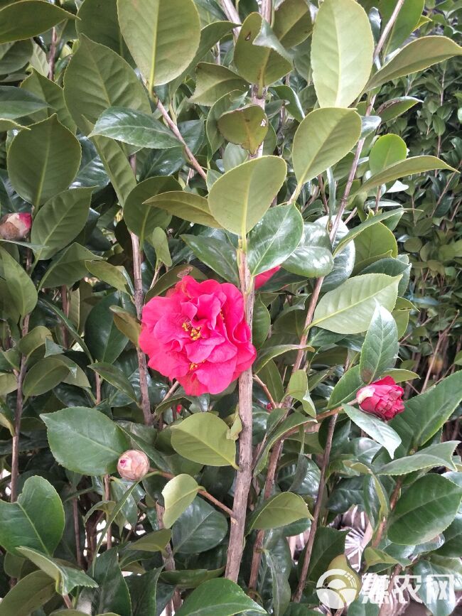 茶花树  茶花、茶梅